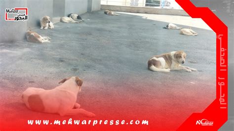 إنتشار الكلاب الضالة في أحياء جماعة للاميمونة يقلق الساكنة المحور الصحفي