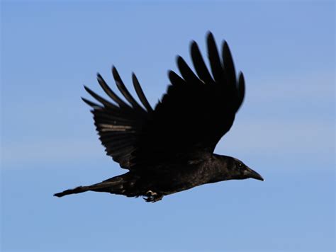 Birdcam On Cheltenham Crows