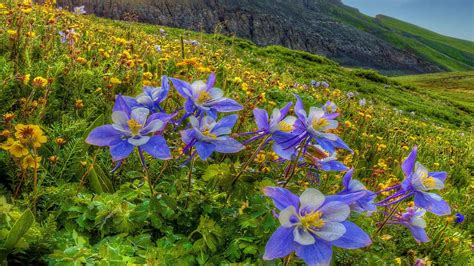 Columbine Purple Flowers Field Mountain Slope Flowers Hd Desktop