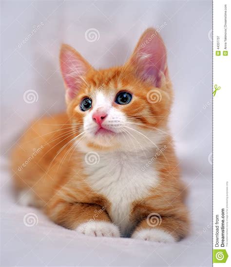 Cute Ginger Kitten With Blue Eyes Stock Image Image Of