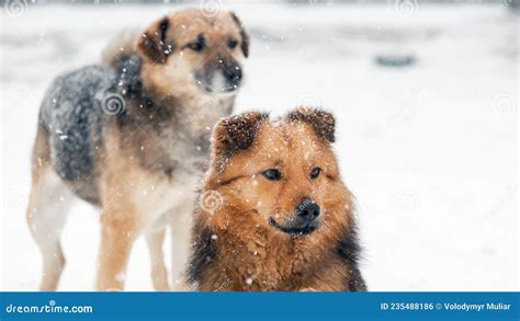 Two Big Dogs Close Up In Winter During A Snowfall Stock Photo Image