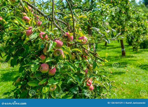 Apple Orchard Ripe Juicy Red Apples Ready To Picking Stock Image