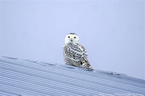 Northwoods Nordic Ski Snowy Owl Trifecta 365 Days Of Birds