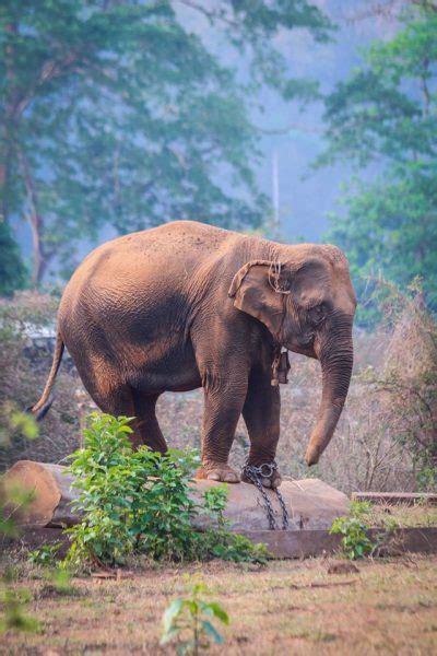 myanmar timber elephant project myanmar 2017 successful field work with the elephants