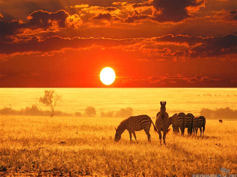 African Safari Wallpapers Top Free African Safari Backgrounds