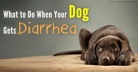Dog Diarrhea The O Guide