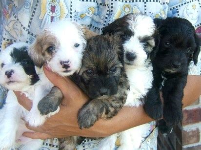 The doxiepoo combines the dachshund and the poodle. Doxiepoo (Dachshund-Toy Poodle Mix) Facts, Temperament ...