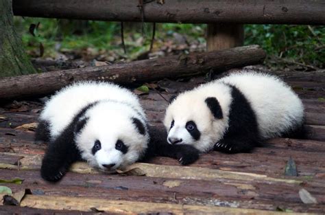 Giant Panda Twin Cubs Born In China And Giant Panda Facts