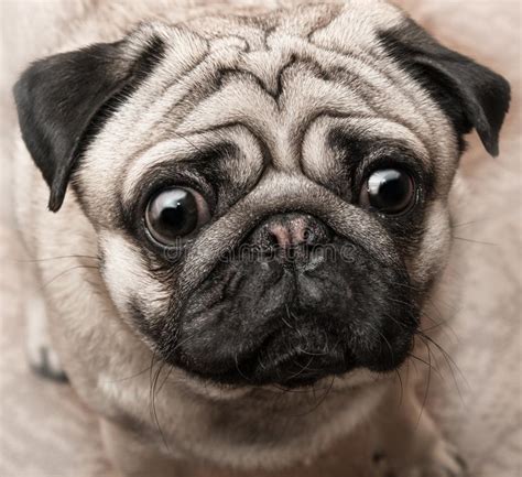 352 Ugly Pug Photos Free And Royalty Free Stock Photos