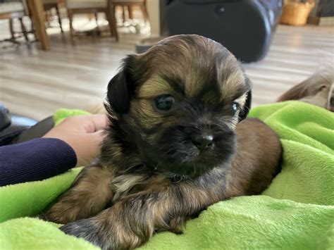 Shih Tzu Puppies For Sale Riverside Ca