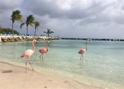 Renaissance Aruba Private Island A Top Luxury Experience