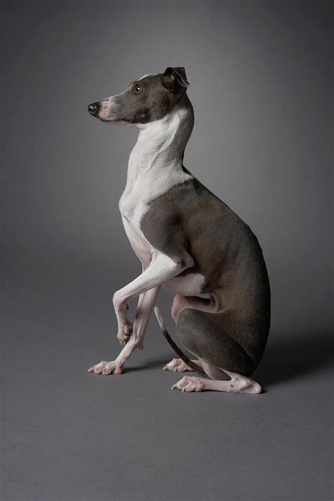 Dog In Sitting Position With Leg Up Photograph By Chris Amaral