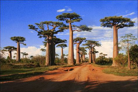 FOTO VALUE : POHON UNIK BAOBAB TREES