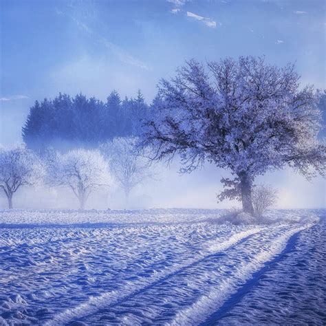 2932x2932 Trees Covered With Snow Fog Landscape Winter 4k Ipad Pro