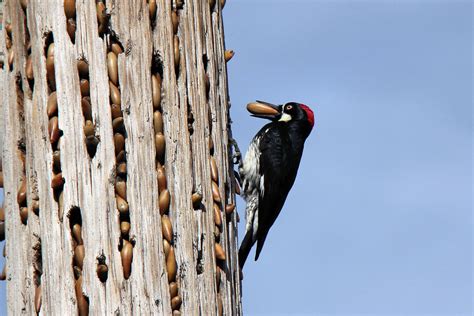 Acorn Woodpecker Picture Uesed In This Site Jcsaviaryal Flickr