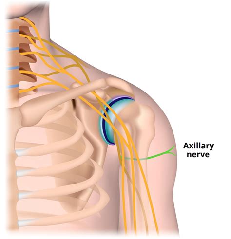 The Axillary Nerve Course Motor Sensory Teachmeanatomy