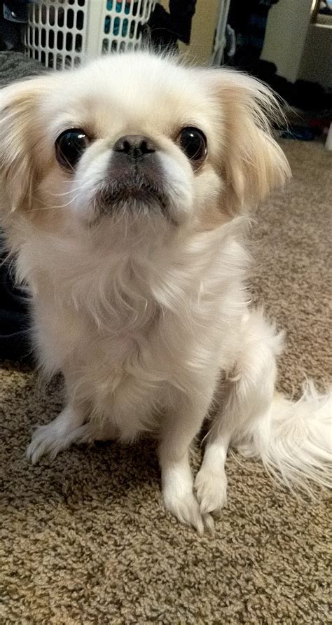 This Is Puff Shes A Japanese Chinpekingese Mix Rjapanesechin