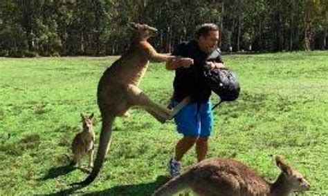 Kangaroo Kicking Youtube