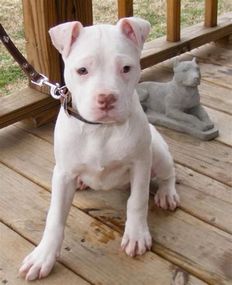 Amazing American Bully Transformations From Puppies To Adults Artofit