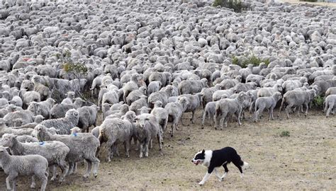 Raising Sheep In Patagonia Western Confluence