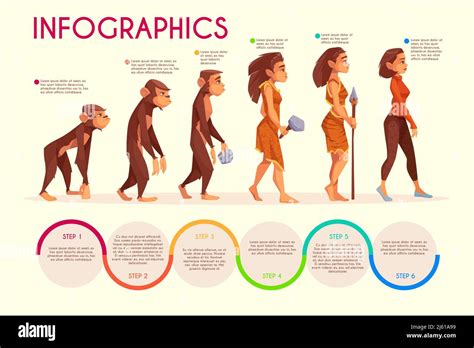 Womens evolution stages cartoon vector infographics. Monkey, female