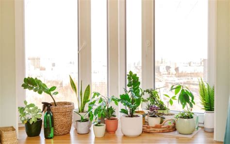 Best Windows For Indoor Plants