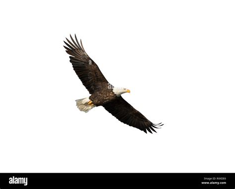 Bald Eagle Cut Out Stock Images And Pictures Alamy