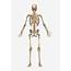 The Skeletal System Body  From Back Free Transparent