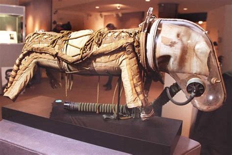 This Soviet Dog Spacesuit Is The Cutest Dog Costume You Will See Today