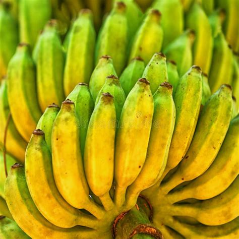 Green Bananas Ripen On The Branch Stock Photo Image Of Closeup Plant