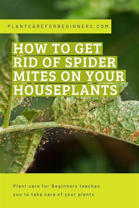 How To Get Rid Of Spider Mites On Your Houseplants Artofit