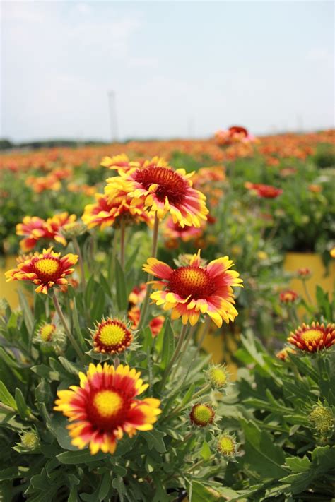 Heat resistant flowers for florida. 17 Best images about Salt Tolerant garden on Pinterest ...