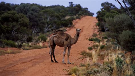 bbc world service fifth floor australia s camel cull