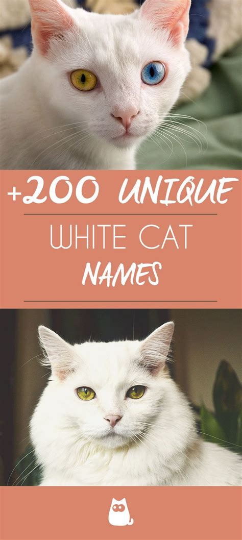 The best female cat names can come in a few forms. Kitten Names Male Unique