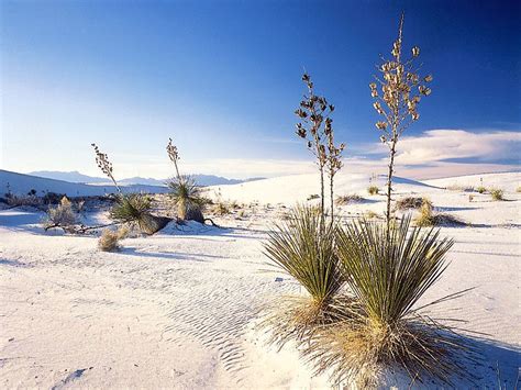 White Sands National Monument National Monument New Mexico United