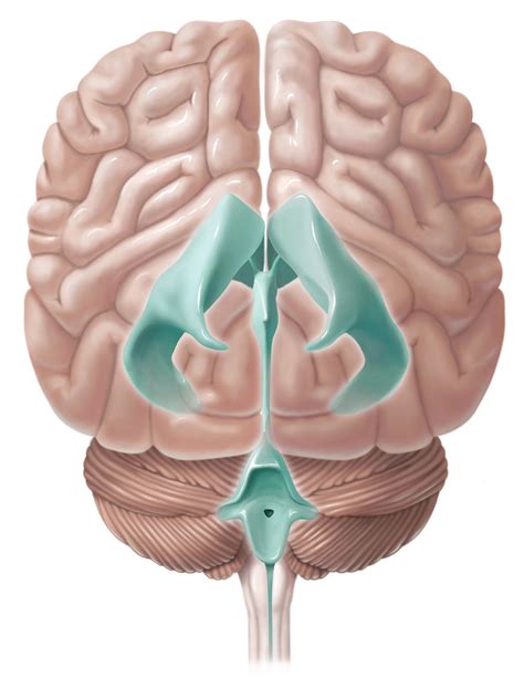 Brain Ventricle Anatomy