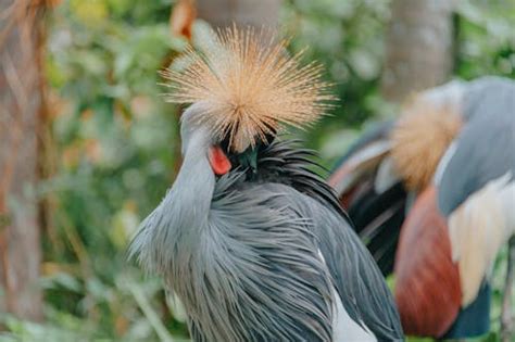 Brown And Grey Feathered Bird During Daytime · Free Stock Photo