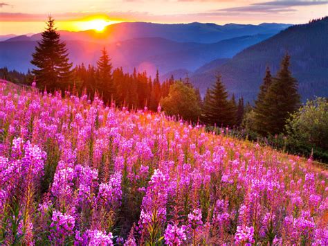 Sunsets Mountain Mow Lupine Pink Flowers Summer Landscape Wallpapers Hd 3840x2160