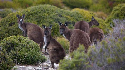 Kangaroo Island Australian Geographic