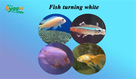 What To Do When Fish Is Turning White Hygger