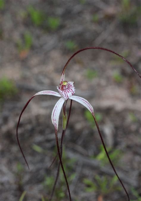 Other Wispy Spider Orchids Orchids Of South West Australia