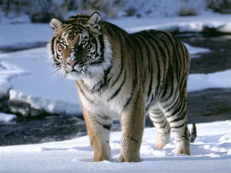 Le Tigre De Sibérie