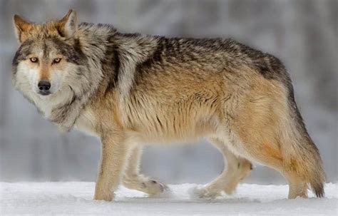 Northwestern Rocky Mountain Wolf Novum Terram Wiki Fandom