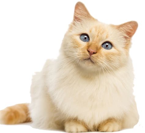 Download Fluffy Cat Transparent Background Full Size Png Image Pngkit