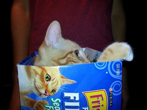 20 Of The Funniest Pictures Of Cats In Boxes