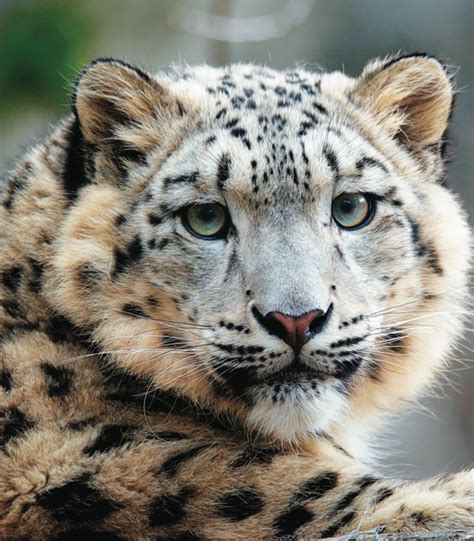 Good News For Big Cats Snow Leopards Get A New Home Catster