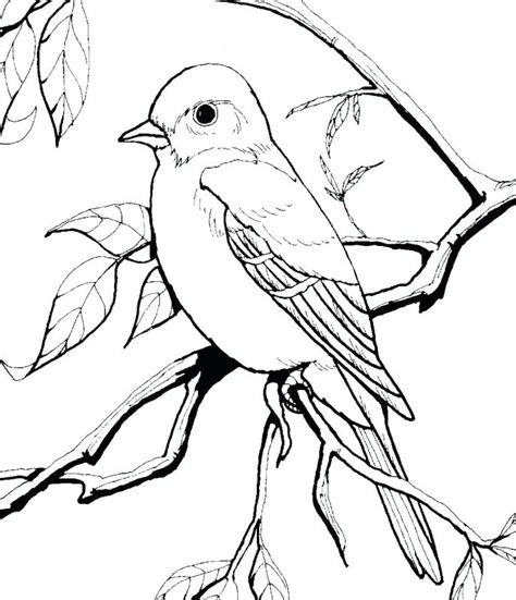 American Robin Coloring Page at GetDrawings | Free download