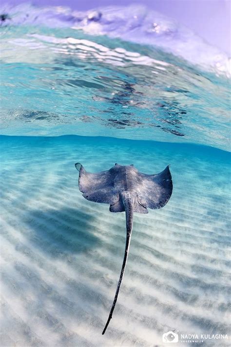 Sting Ray Under The Sea Pinterest