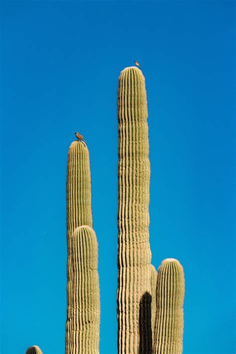 Download Blue Sky Cactus Plant Aesthetic Wallpaper