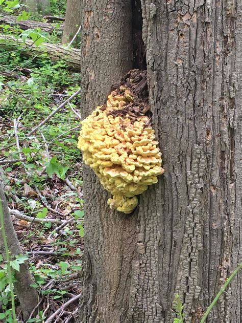 Bizarre Fungus Growing On Oak Tree In Nj Usa Picture Taken A Few